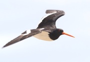 5th Jan 2025 - Variable oystercatcher sailing on the wind