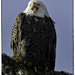 Screamin' Eagle by bluemoon