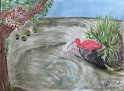 22nd Jan 2025 - Ocelot and Scarlet Ibis
