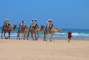 24th Jan 2025 - Leaders of the camel train….