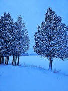 23rd Jan 2025 - Blue hour trees