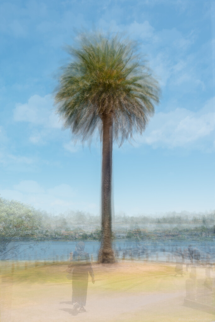 Palm Tree Pep-Style by nickspicsnz