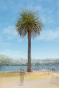 14th Jan 2025 - Palm Tree Pep-Style