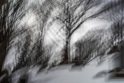 23rd Jan 2025 - Trees like black feathers shrouded the dead
