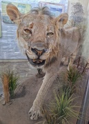 23rd Jan 2025 - Male Lion