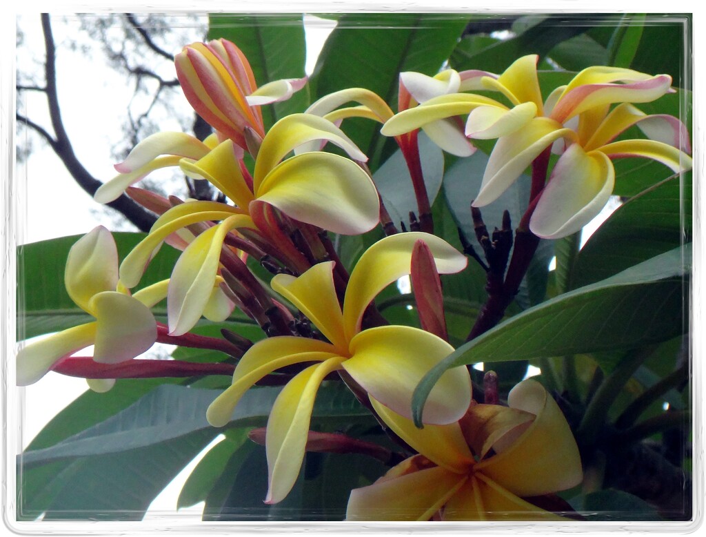 Flowers and borders #1 by robz