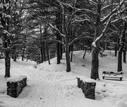 24th Jan 2025 - Park in snow