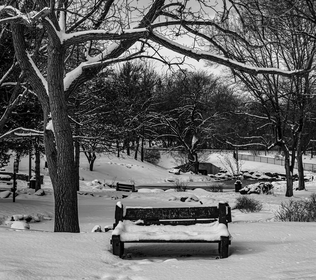 Snowy bench by darchibald