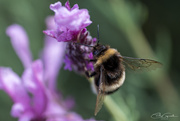 24th Jan 2025 - Bumble Bee