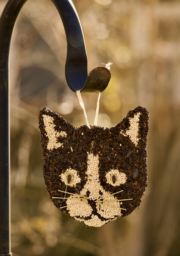 When cat ladies feed birds by eudora