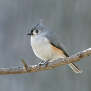 24th Jan 2025 - Tufted Titmouse