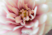 25th Jan 2025 - Pink Dahlia