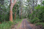 25th Jan 2025 - A walk in the bush...