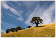 25th Jan 2025 - Big Sky and Pohutukawa Tree..