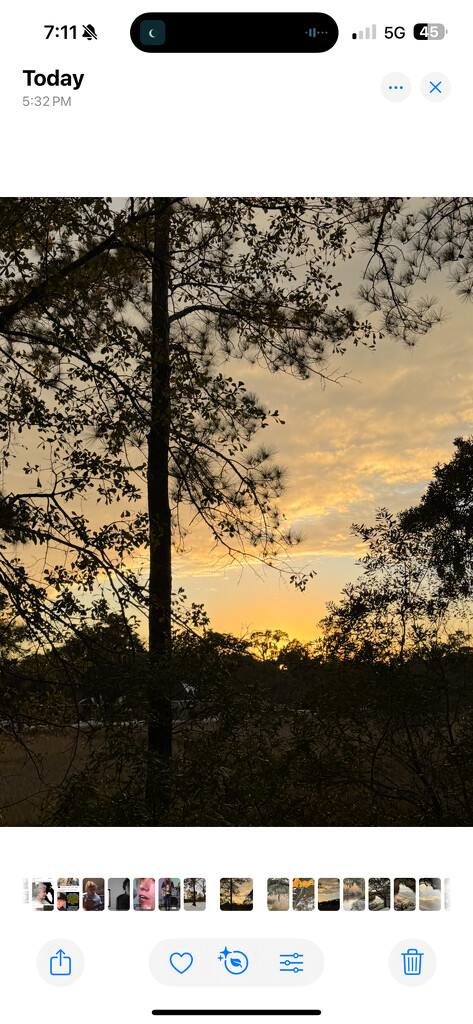 Marsh sunset with pine tree  by congaree