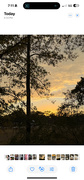 25th Jan 2025 - Marsh sunset with pine tree 