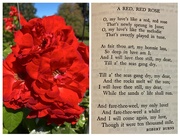 25th Jan 2025 - In Honour of Robert Burns