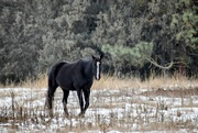 20th Jan 2025 - I'm A Horse Lover!