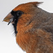 Male Northern Cardinal by skipt07