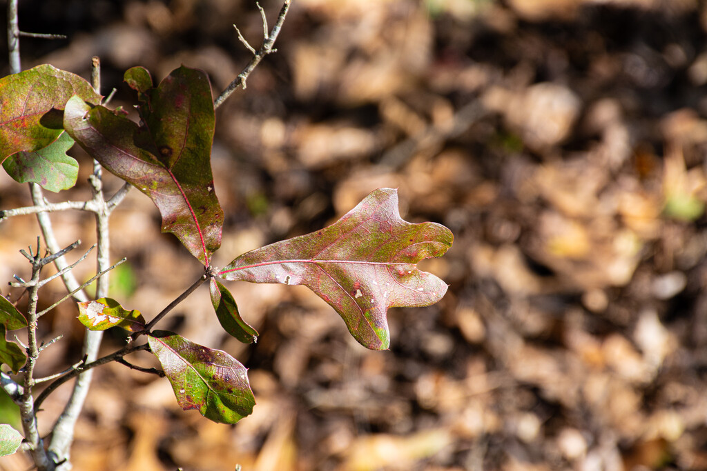 Oak Leaf... by thewatersphotos