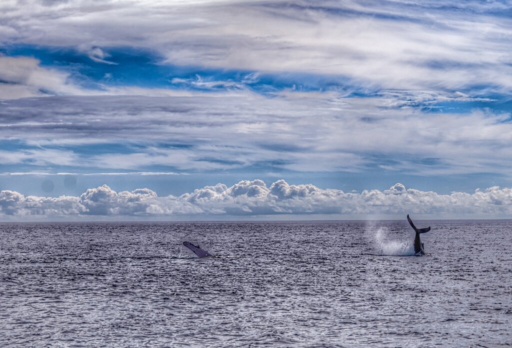 Whale Tale by redy4et