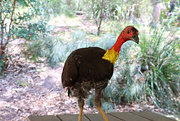 26th Jan 2025 - The Bush Turkey who thought he wanted a cup of tea!