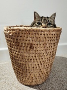 26th Jan 2025 - Basket Case
