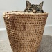 Basket Case by 30pics4jackiesdiamond