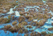 25th Jan 2025 - Wetlands