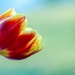 A tulip by elisasaeter