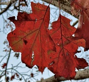 26th Jan 2025 - Last leaves hanging on after unprecedented snow and below freezing temps here.