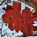 Last leaves hanging on after unprecedented snow and below freezing temps here. by congaree