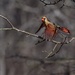 LHG-1225 Female Northern cardinal  by rontu