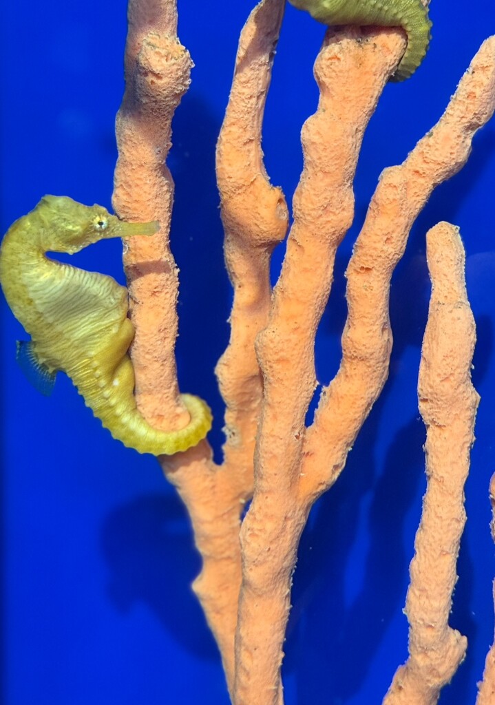 Seahorse Men are Mamas by redy4et