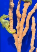 26th Jan 2025 - Seahorse Men are Mamas