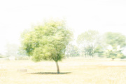 5th Jan 2025 - ICM Tree