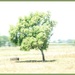 ICM Tree base images