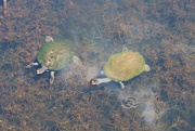 27th Jan 2025 - Hairy Turtles