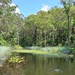 The Turtle Pond by leggzy