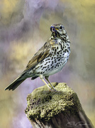 27th Jan 2025 - Thrush Composite