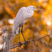 Egret Coming in to Roost! by rickster549