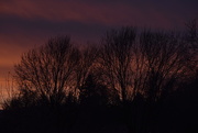 26th Jan 2025 - Sunrise Silhouettes 