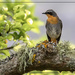 He found a perfect perch by ludwigsdiana