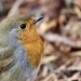 A Friendly Robin by jamibann