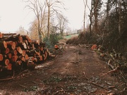 20th Jan 2025 - Felled