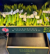28th Jan 2025 - Signs of Spring