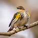 Yellow Rumped Warbler by kvphoto