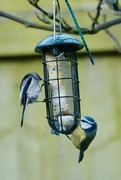 27th Jan 2025 - Long Tailed & Blue Tits