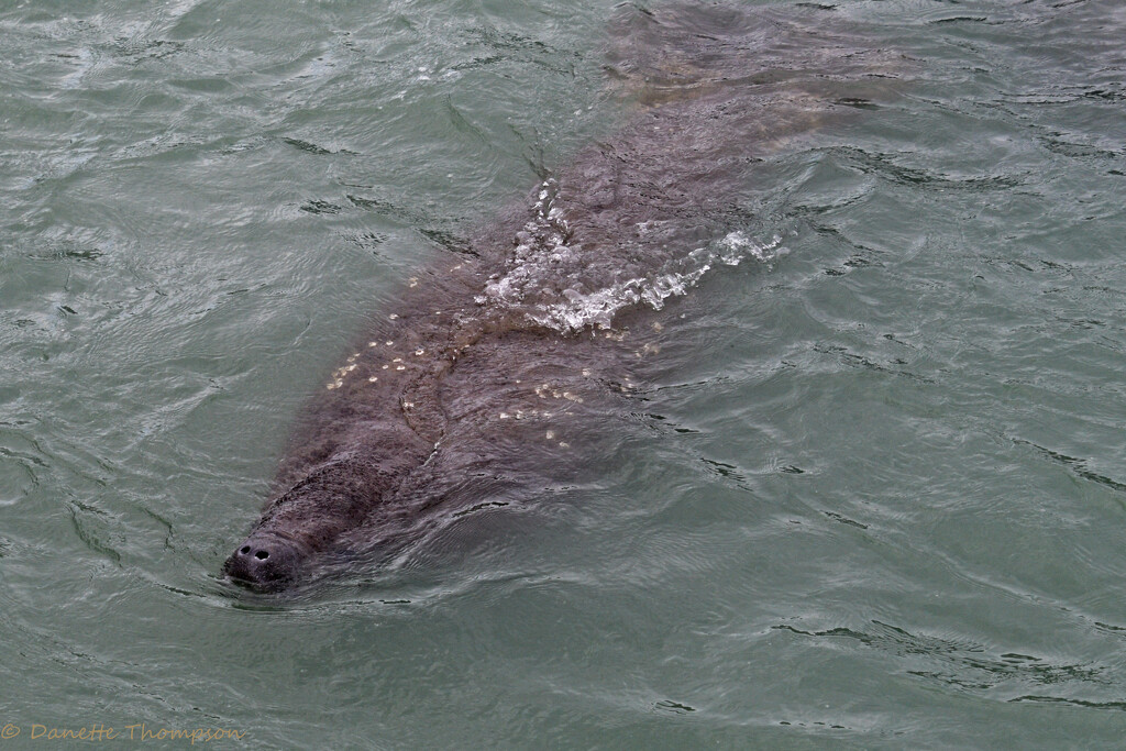 Manatee by danette