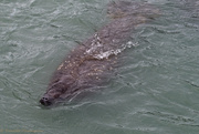 26th Jan 2025 - Manatee